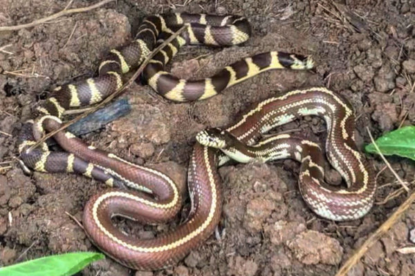 Banded and Striped King Snakes