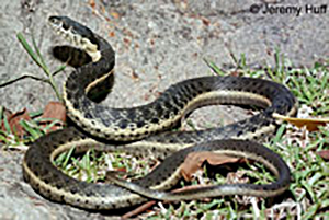 Garter-Snake-1