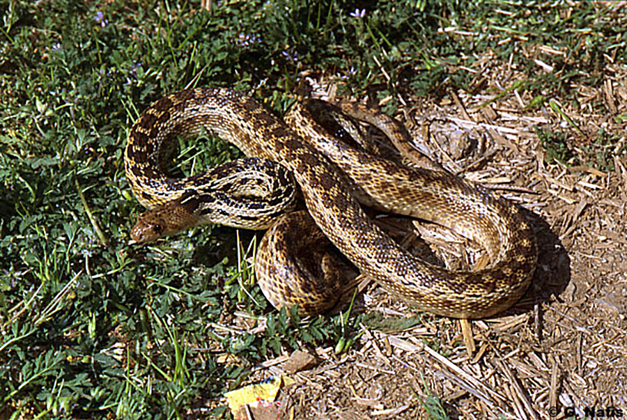 Typical Gopher Snake Coloring