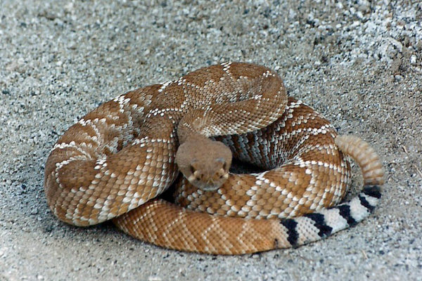 Red Diamond Rattlesnake showing its distinctive tail coloring