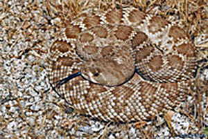Red-Diamondback-Rattlesnake-3