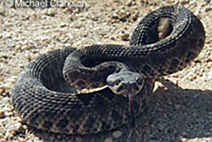 Southern-Pacific-Rattlesnake-1