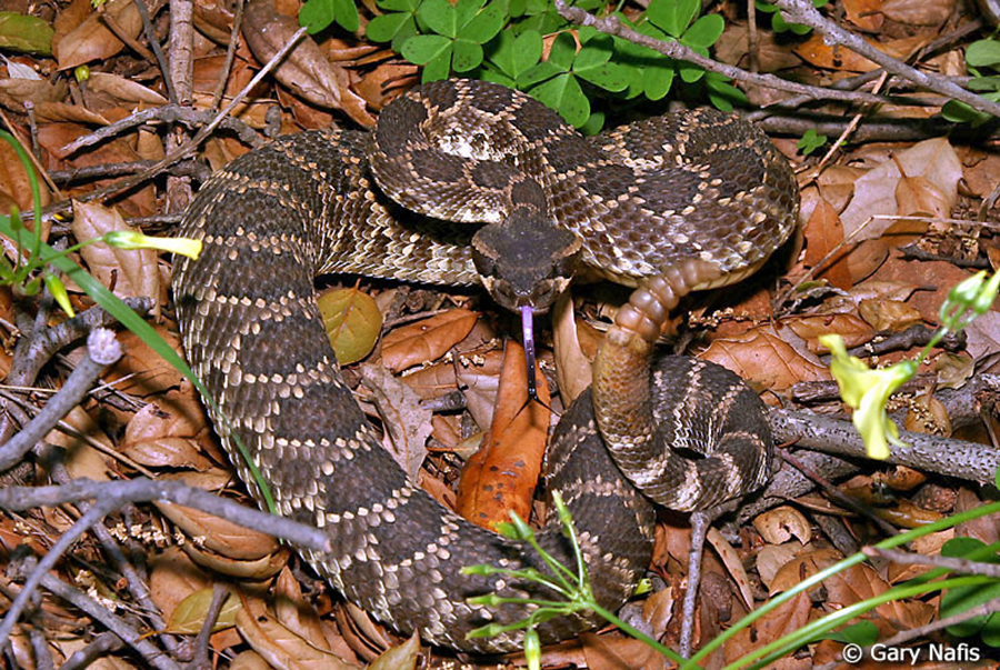 Southern-Pacific-Rattlesnake-2