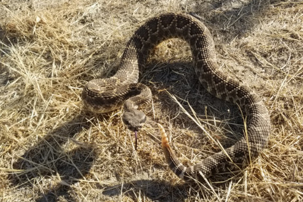 Southern Pacific Rattlesnake in Striking Position