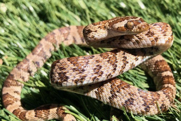 Non-venomous Lyre Snake with coloring similar to a Southern Pacific Rattlesnake
