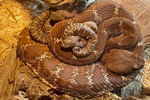 Red Diamond Rattlesnake with two of six newborn babies all captured together.