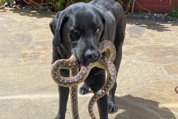 Dog with Gopher Snake