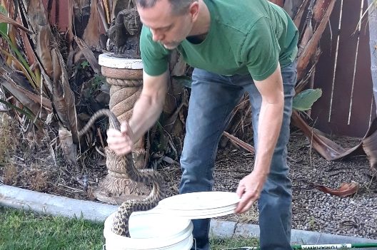 David with large Gopher Snake