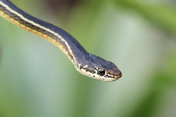 Striped Racer Close-up