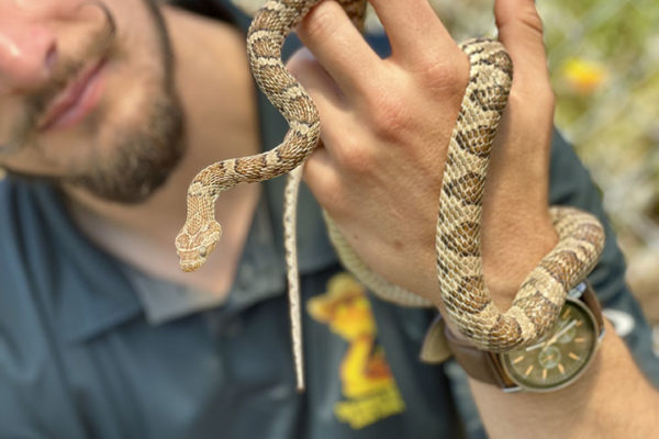 Wrangler Allan with large Lyre Snake